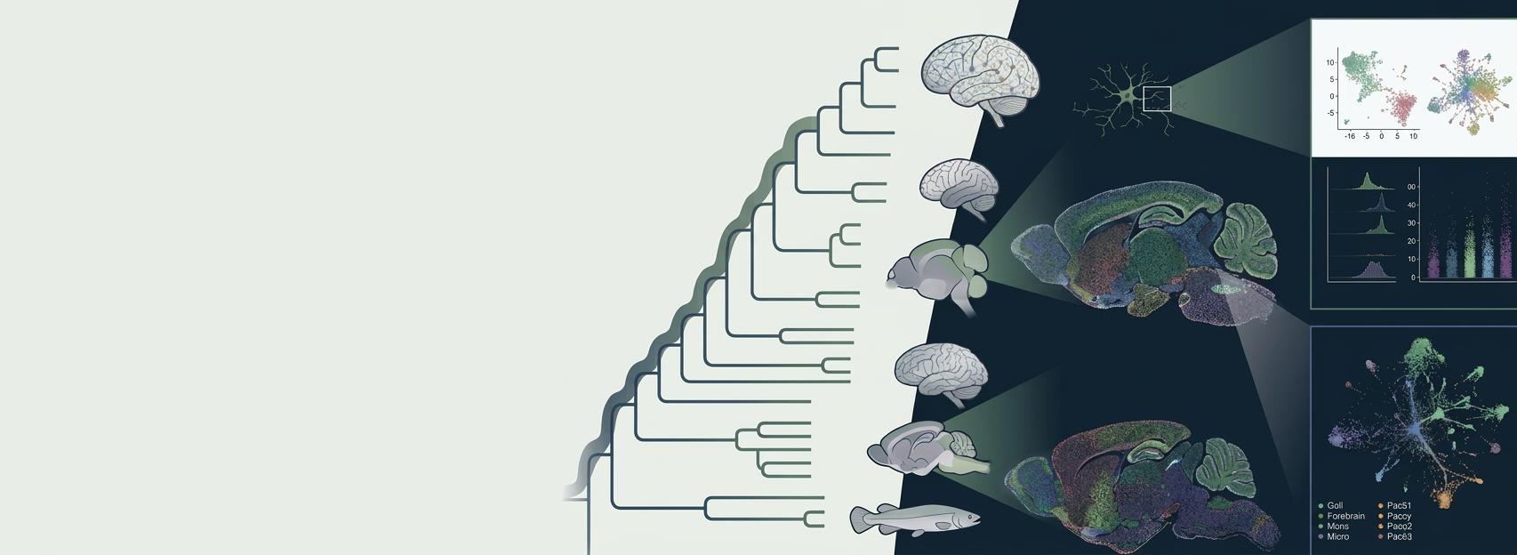 BrainStorm graphical abstract