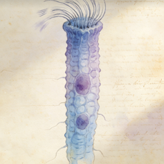 Ciliated cells