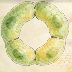 Cycling intermediate cells