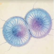 Cycling ciliated cells