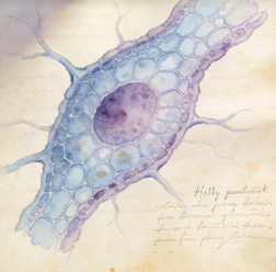 Descending limb of loop of Henle cells