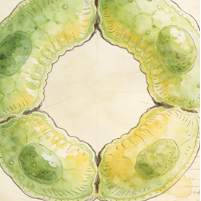 Cycling intermediate cells