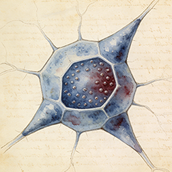 Endocrine cells
