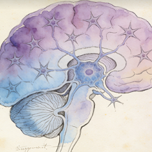 Neuronal/Glial cells