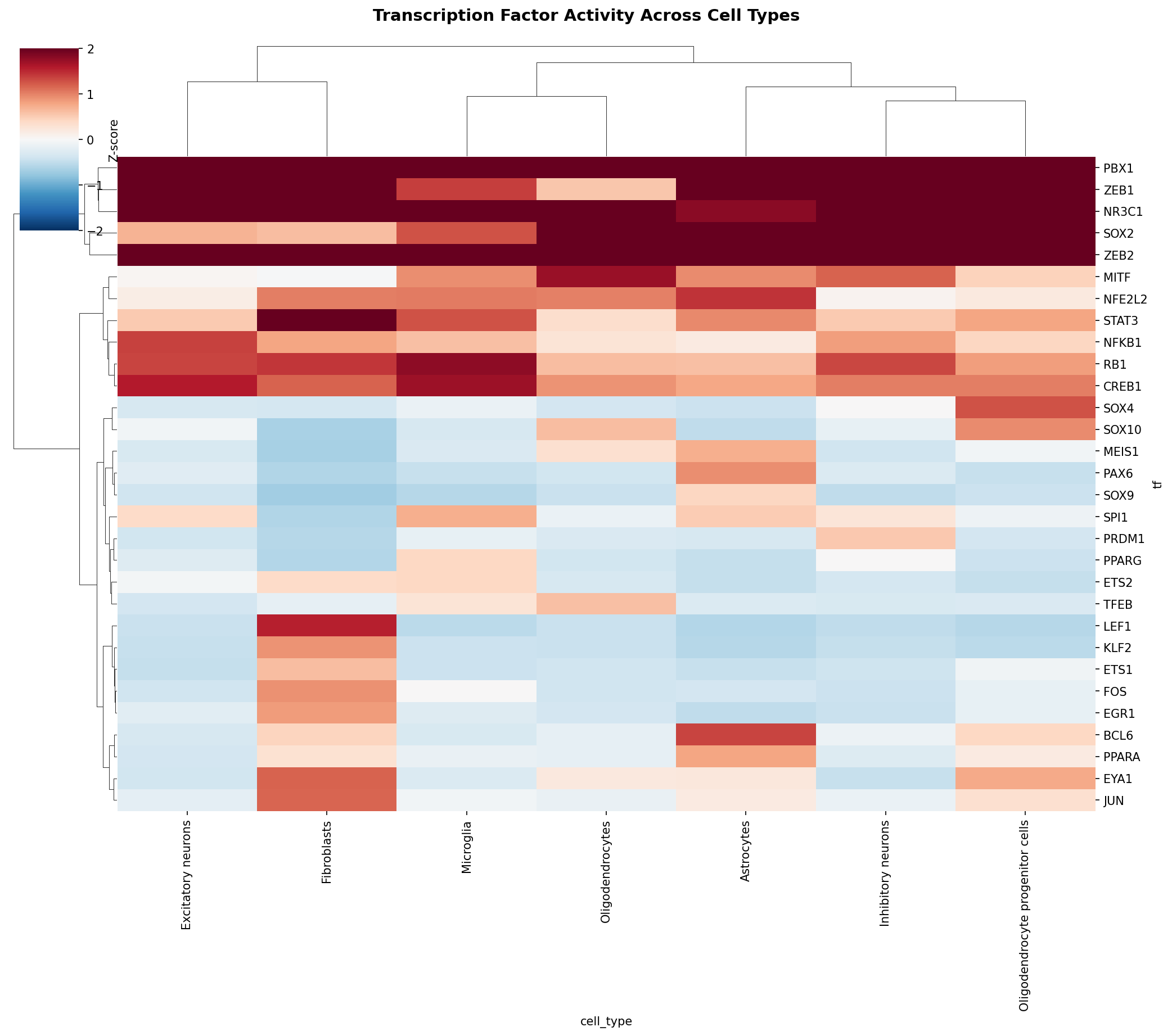 TF Activity Heatmap