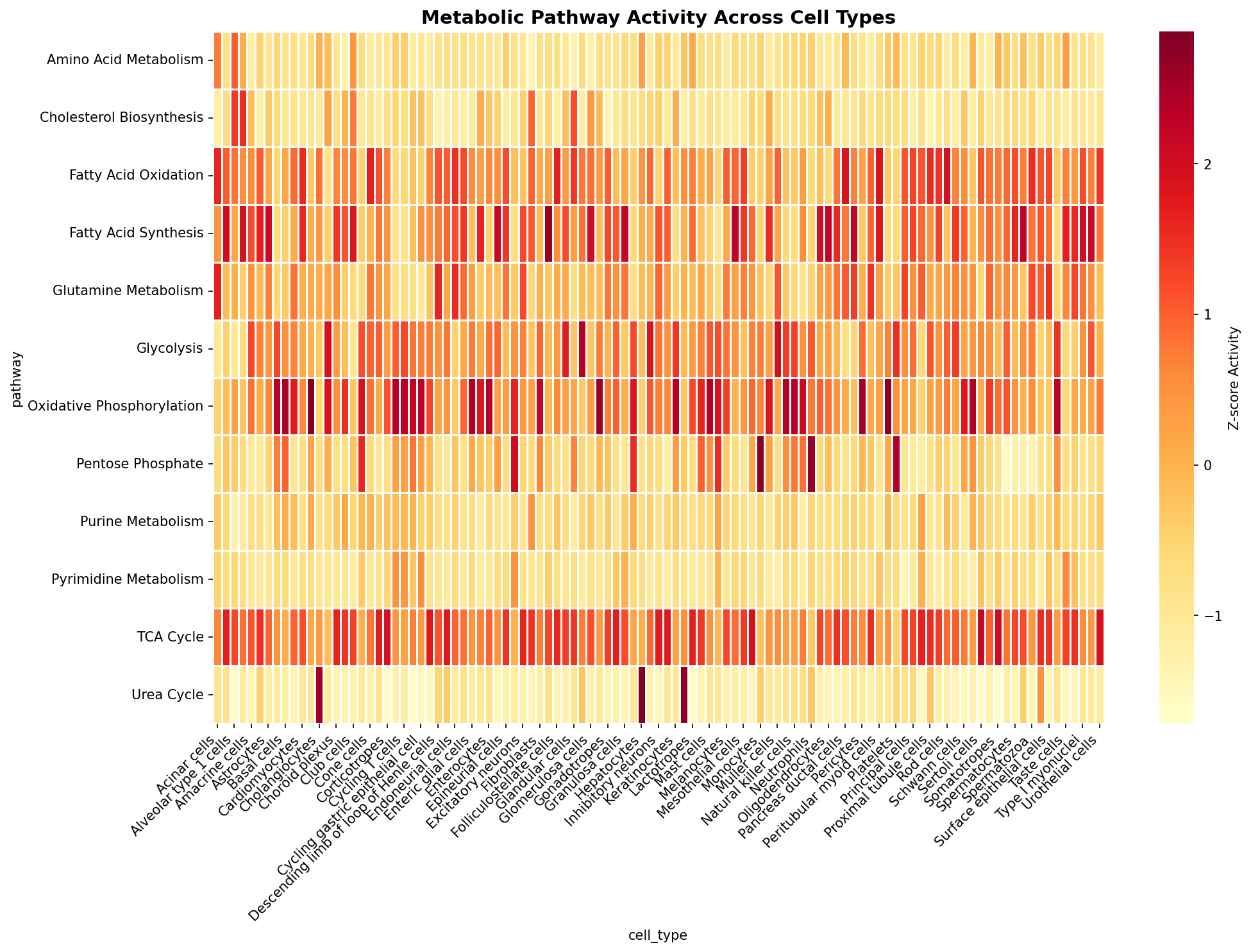 Metabolic Pathway Heatmap