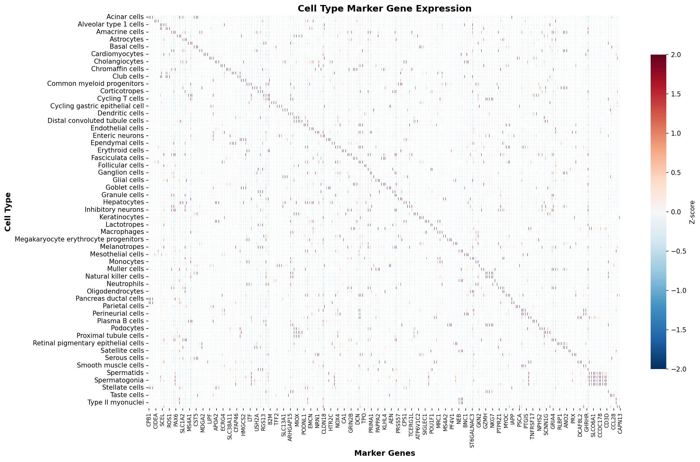 Marker Gene Heatmap