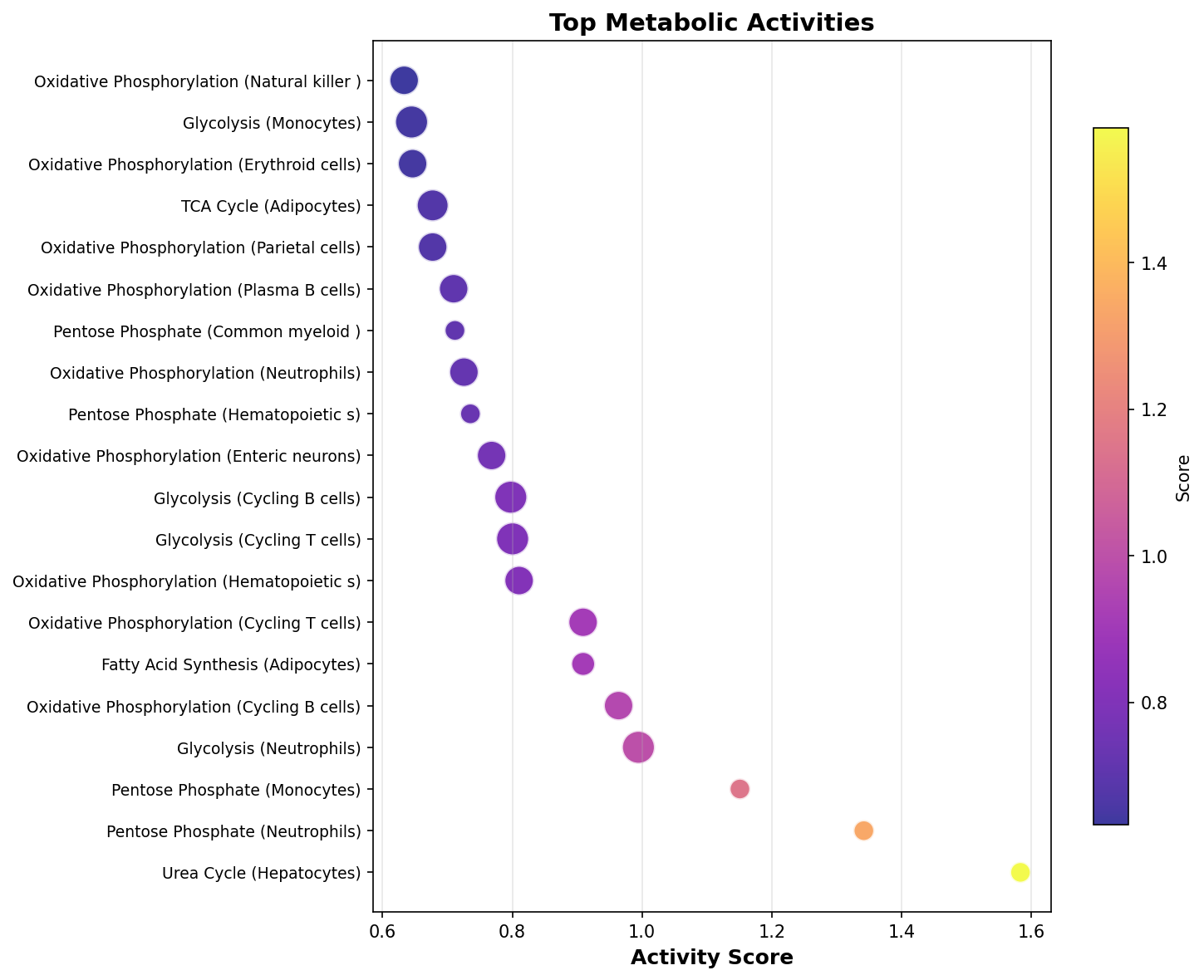 Top Metabolic Activities