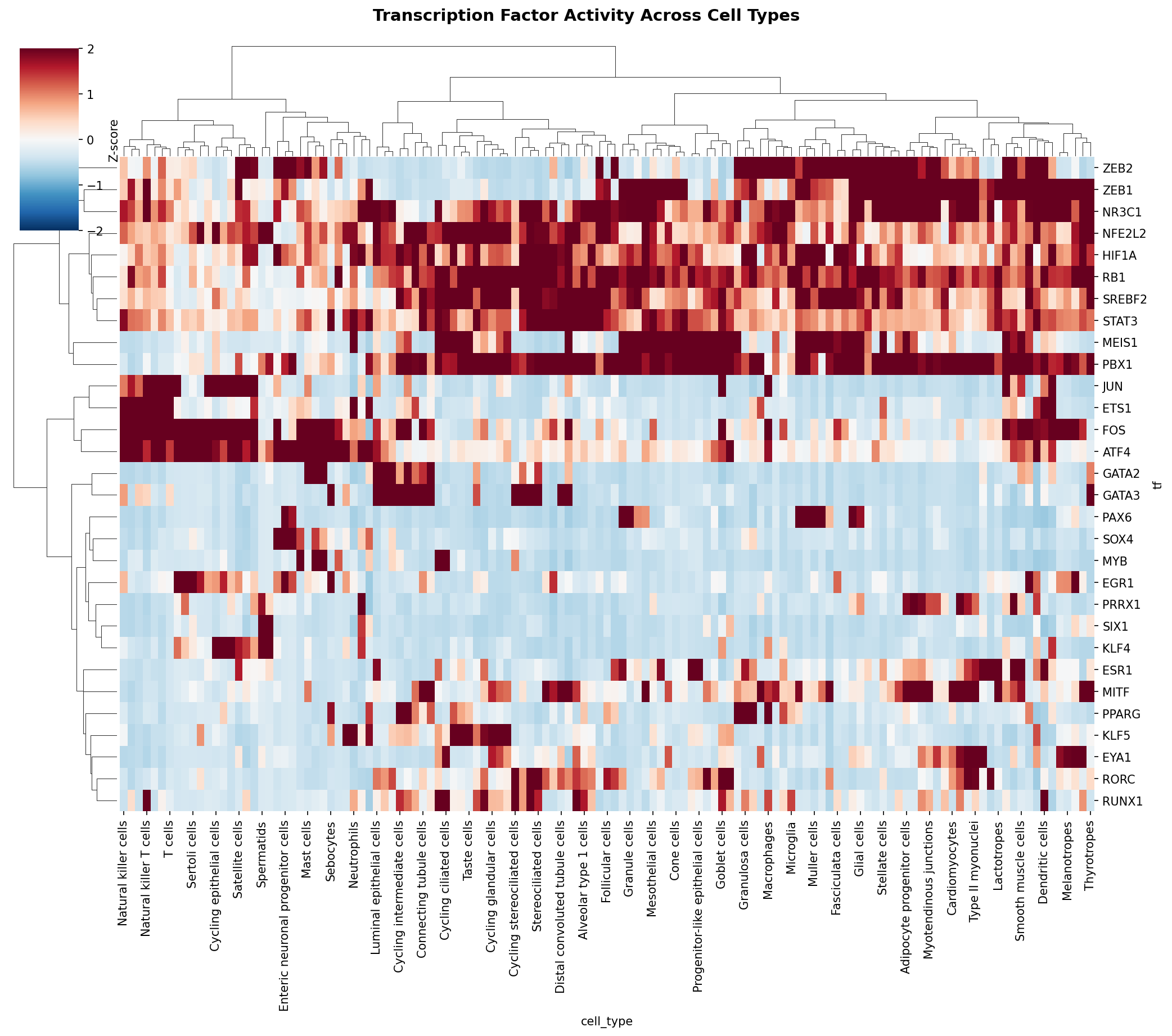 TF Activity Heatmap
