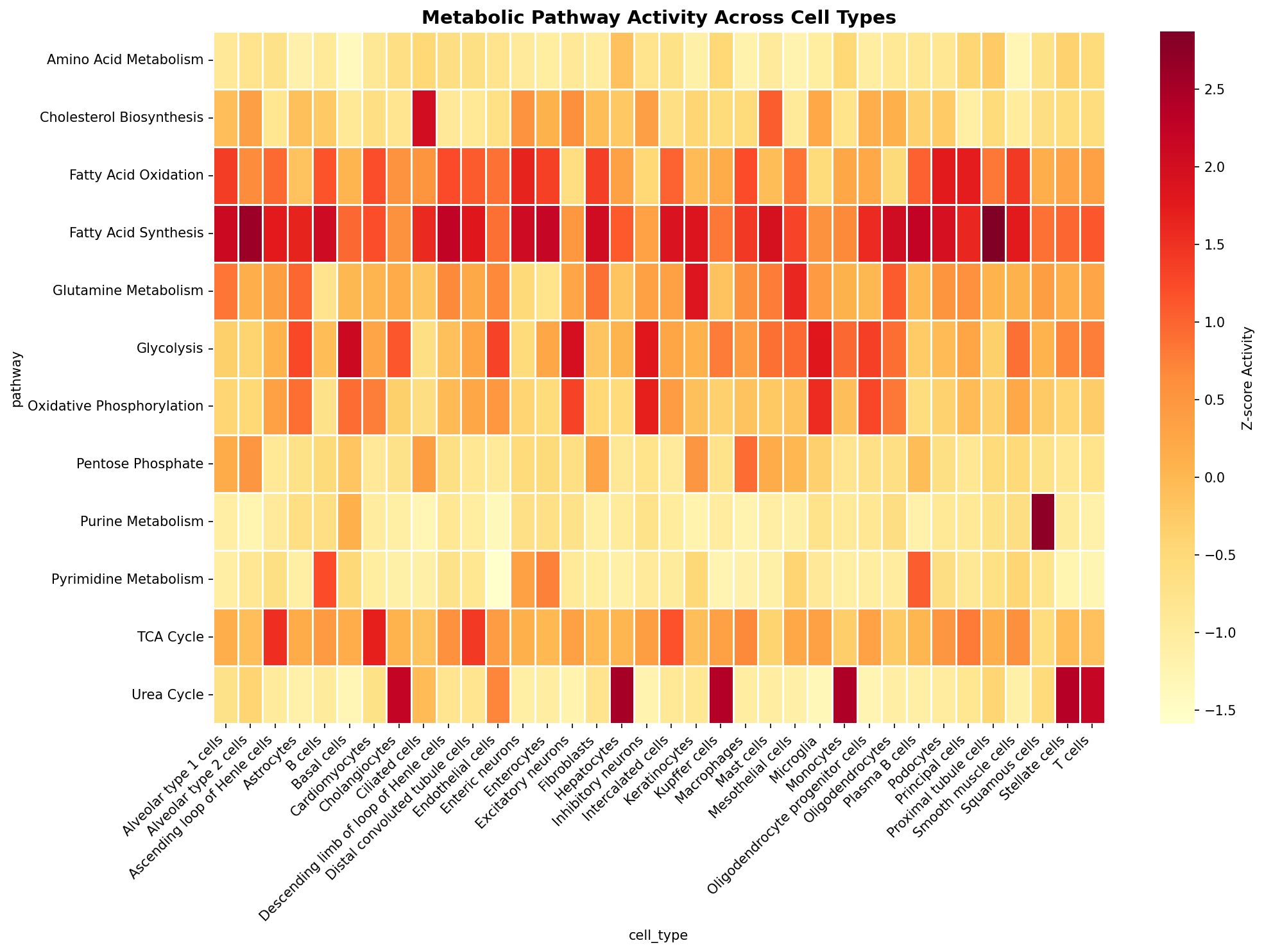 Metabolic Pathway Heatmap