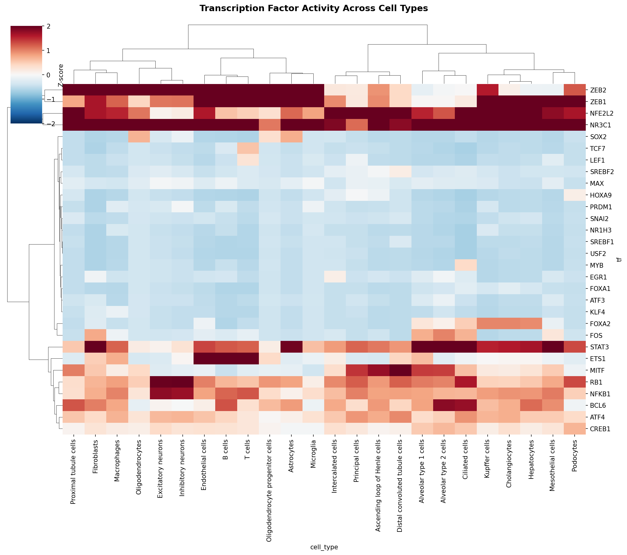 TF Activity Heatmap