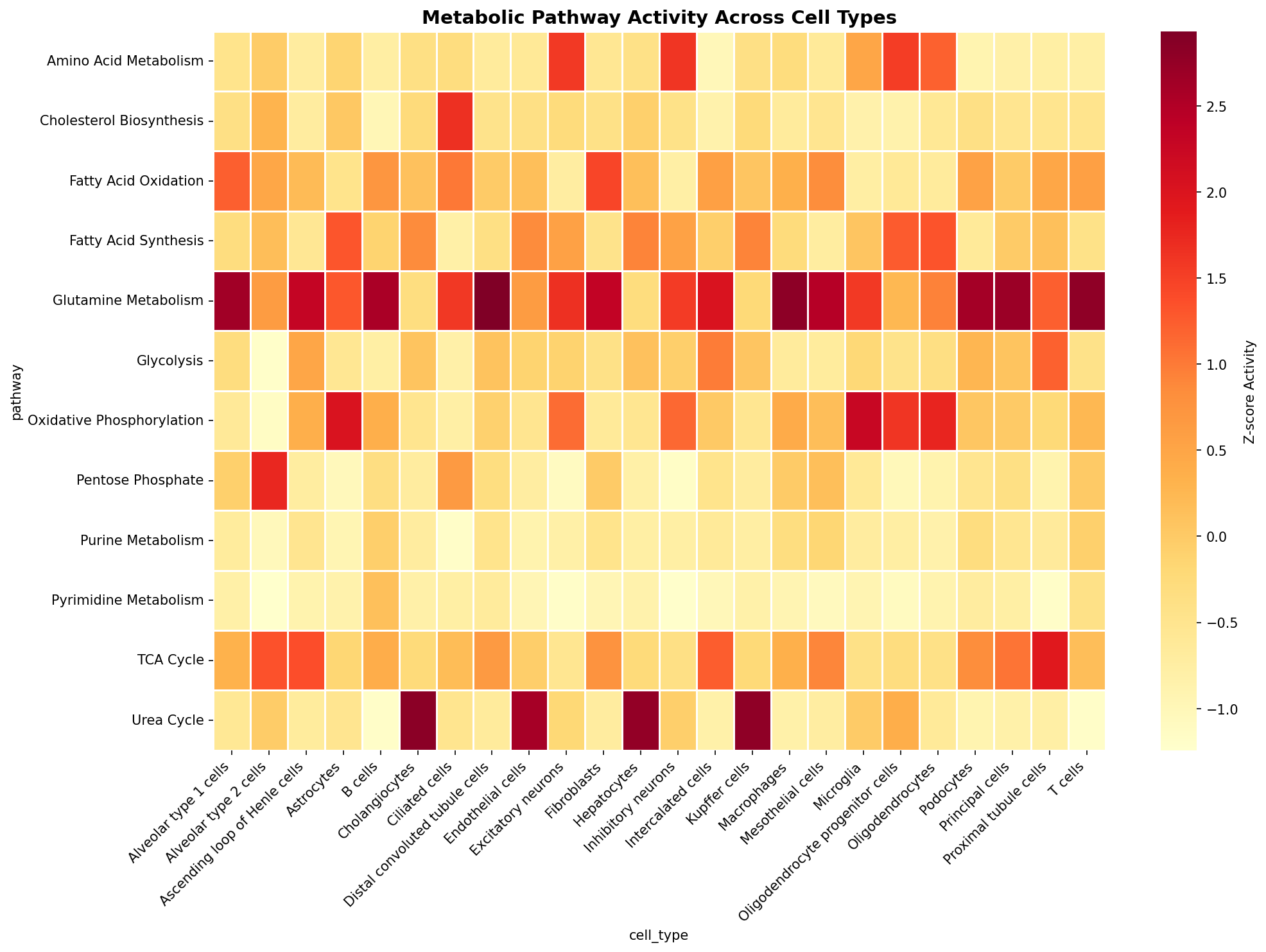 Metabolic Pathway Heatmap