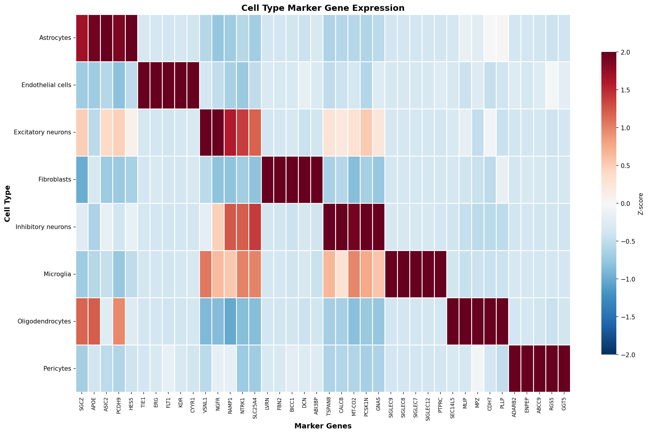Marker Gene Heatmap