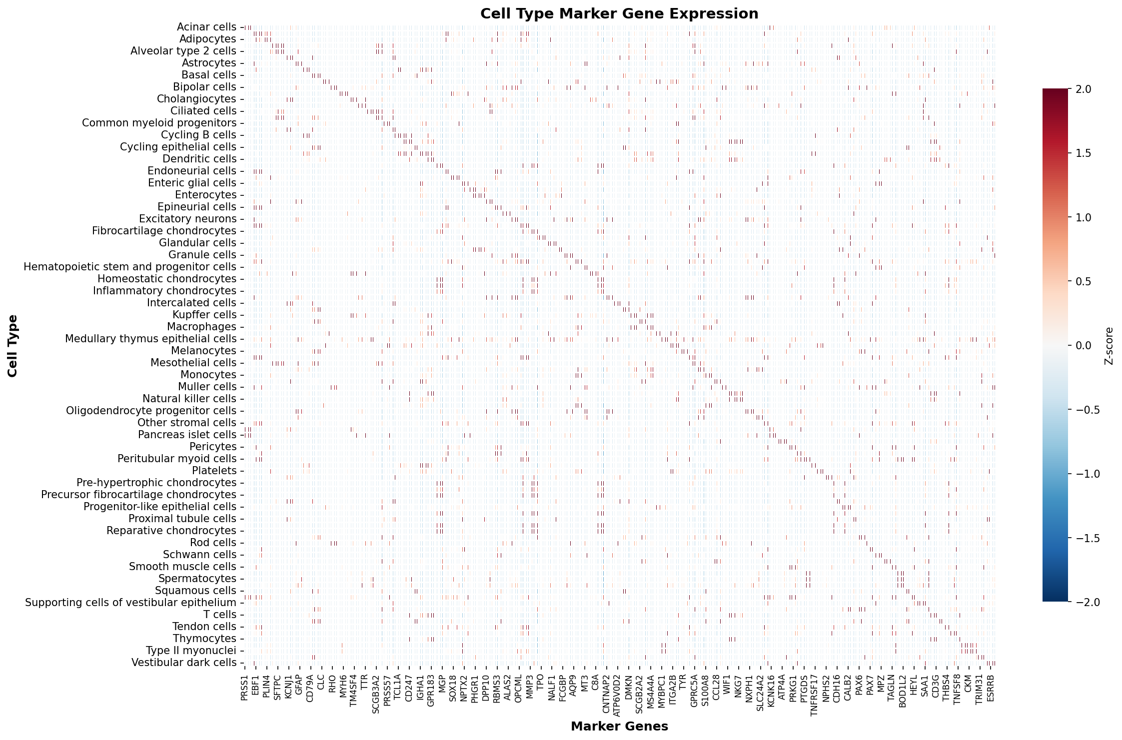 Marker Gene Heatmap