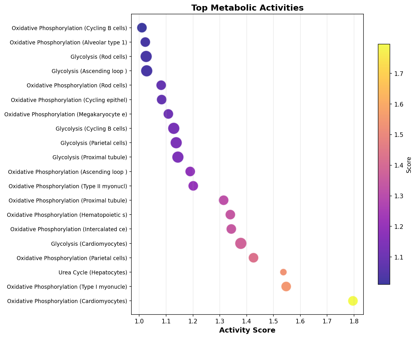 Top Metabolic Activities