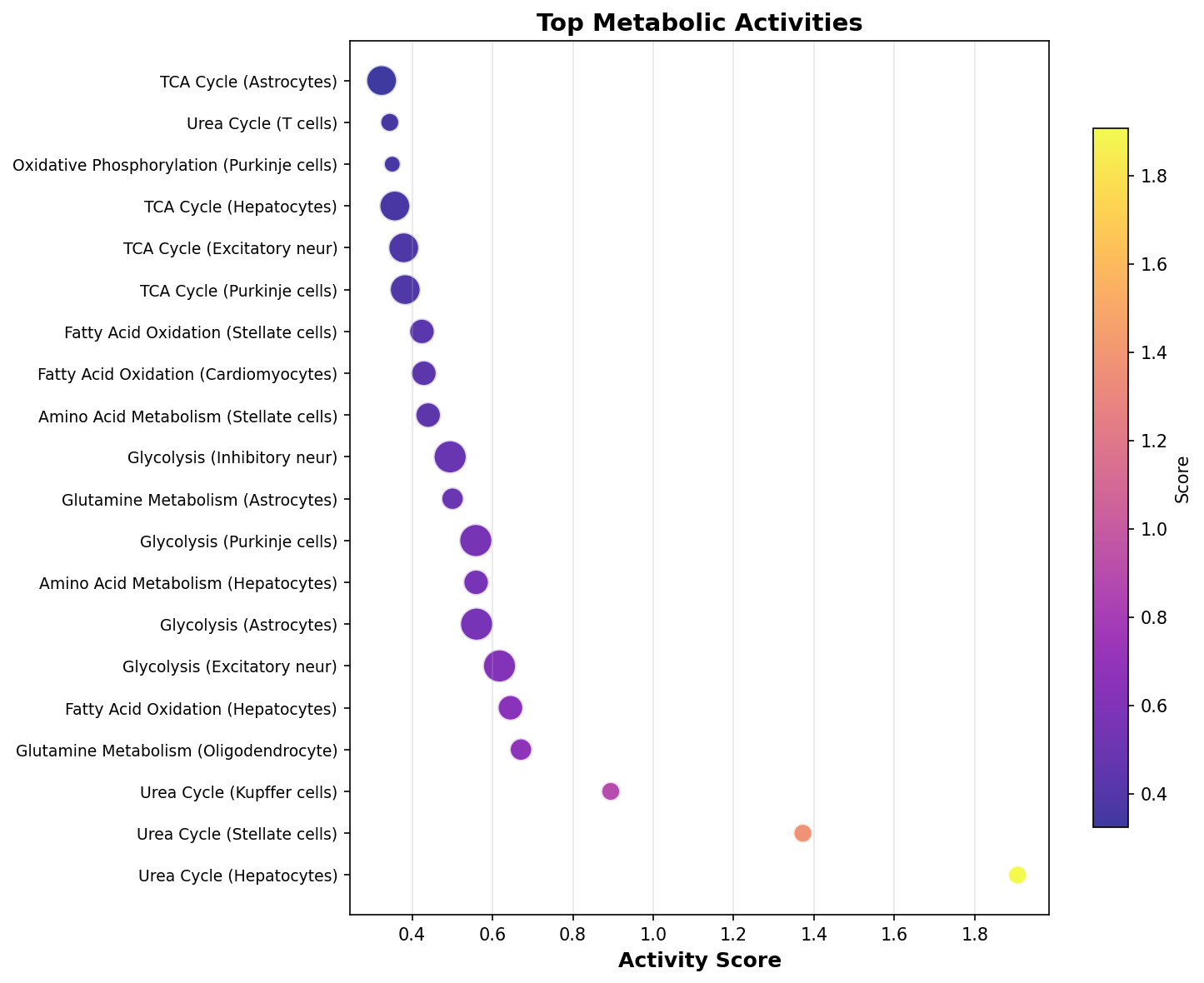 Top Metabolic Activities