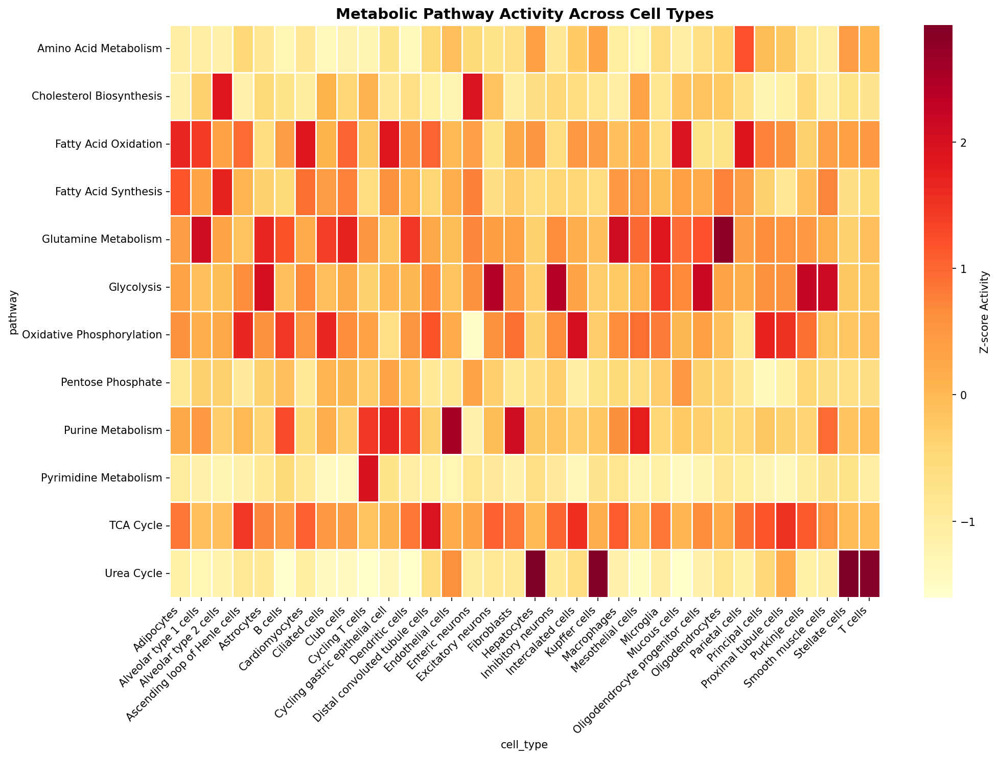 Metabolic Pathway Heatmap