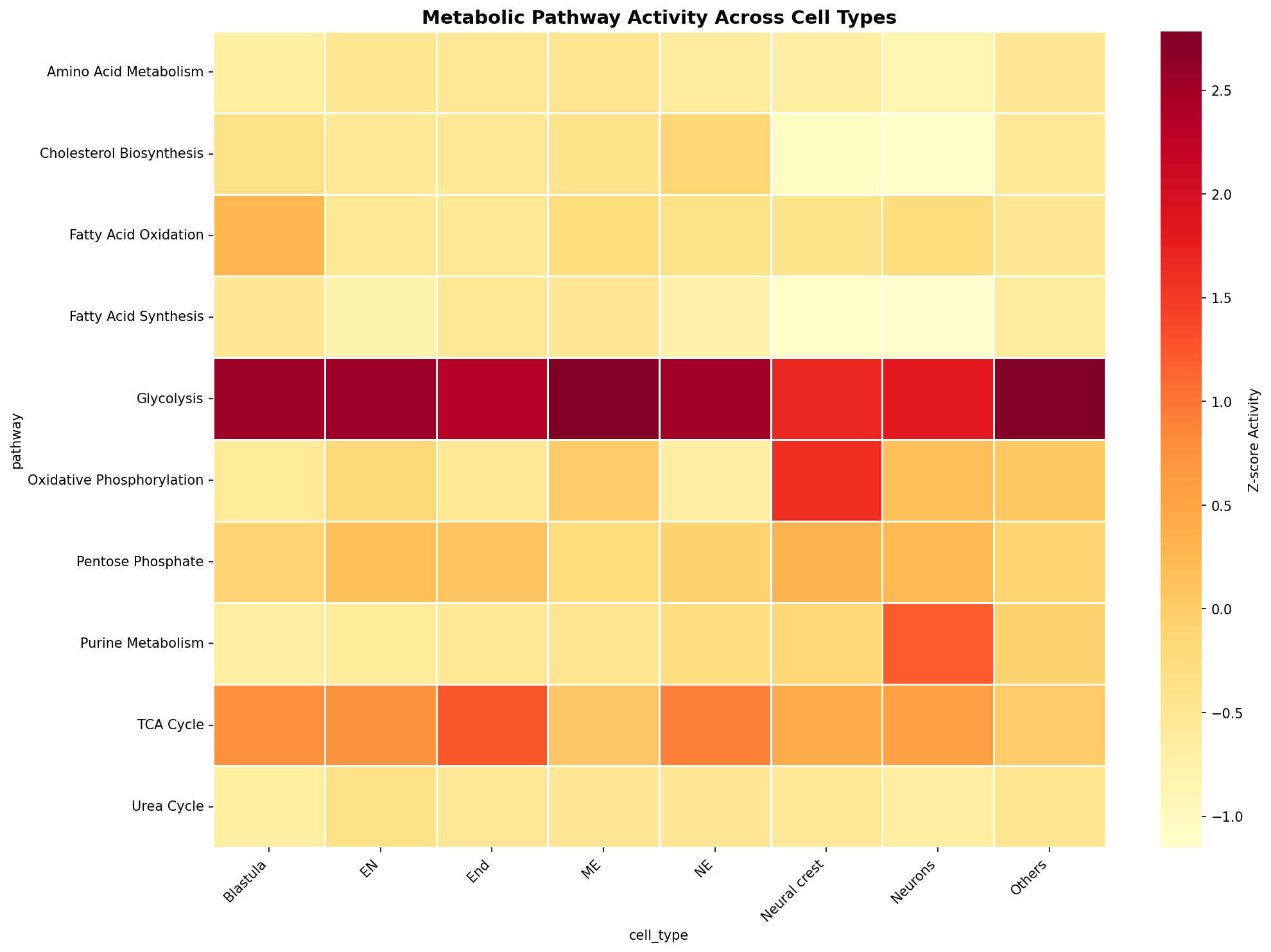 Metabolic Pathway Heatmap