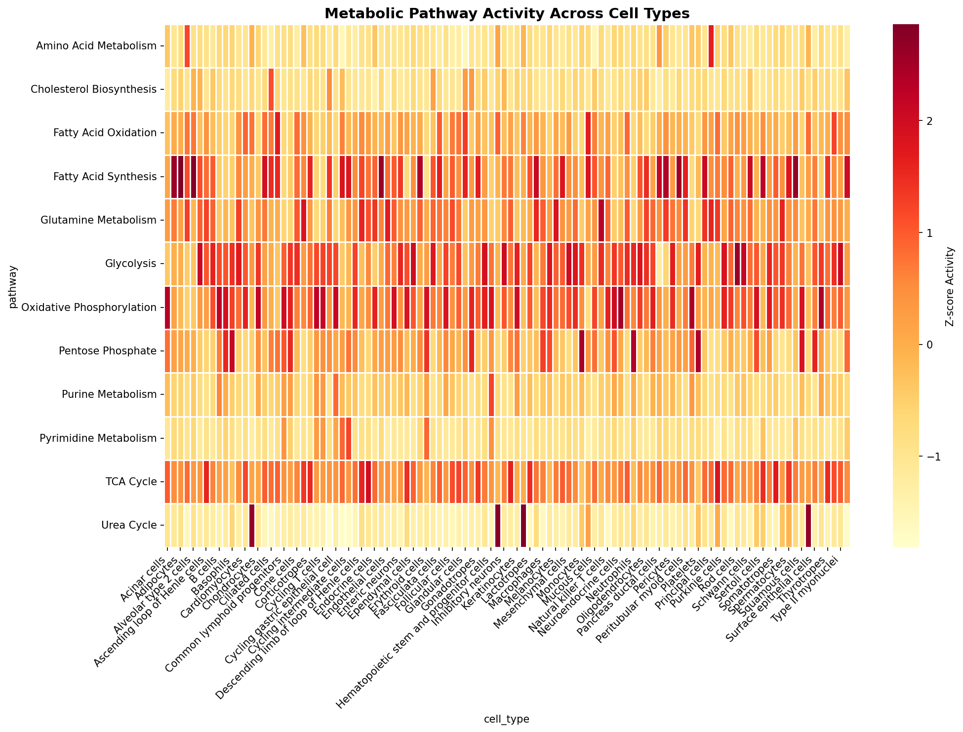 Metabolic Pathway Heatmap