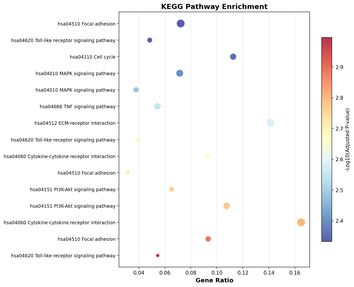 KEGG Enrichment