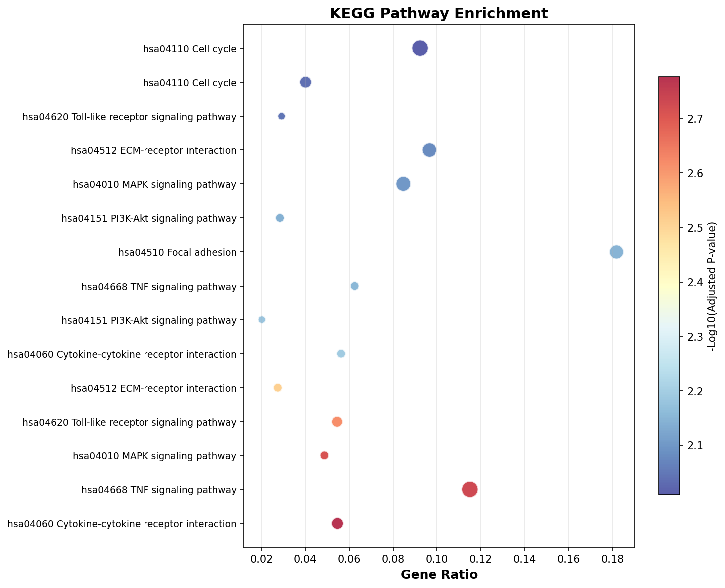 KEGG Enrichment
