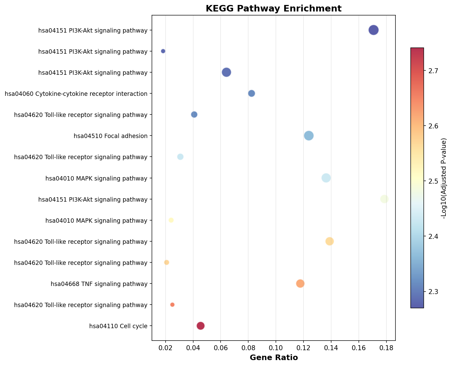 KEGG Enrichment