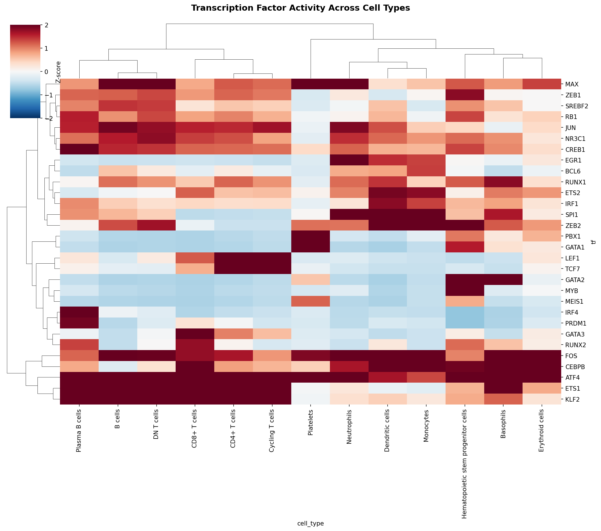 TF Activity Heatmap
