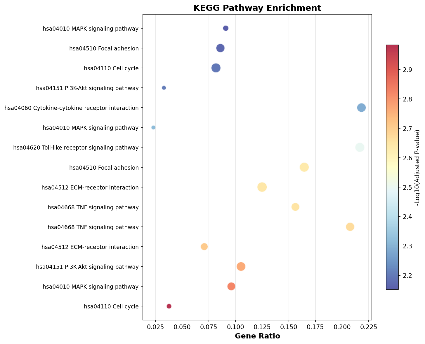 KEGG Enrichment
