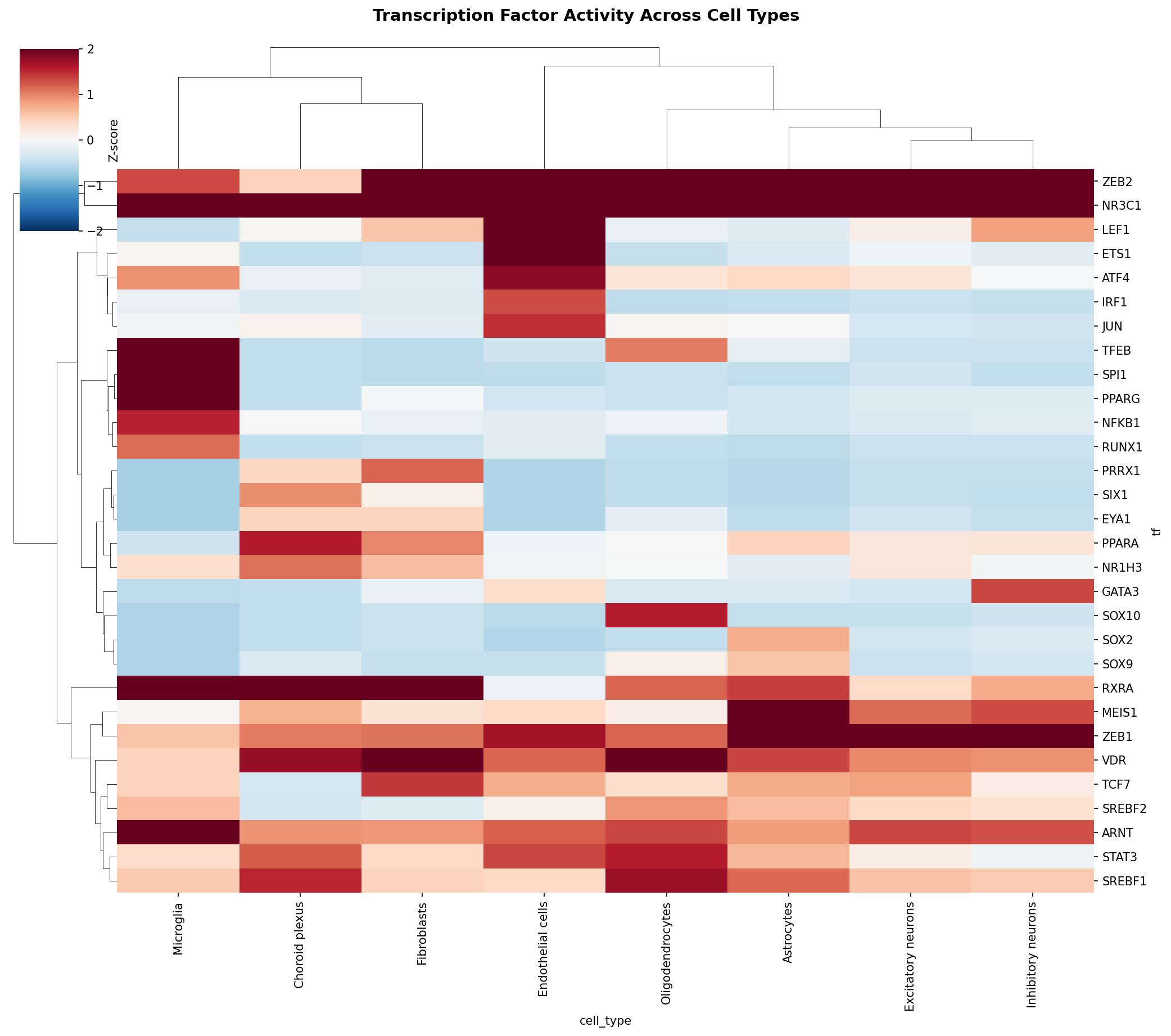 TF Activity Heatmap