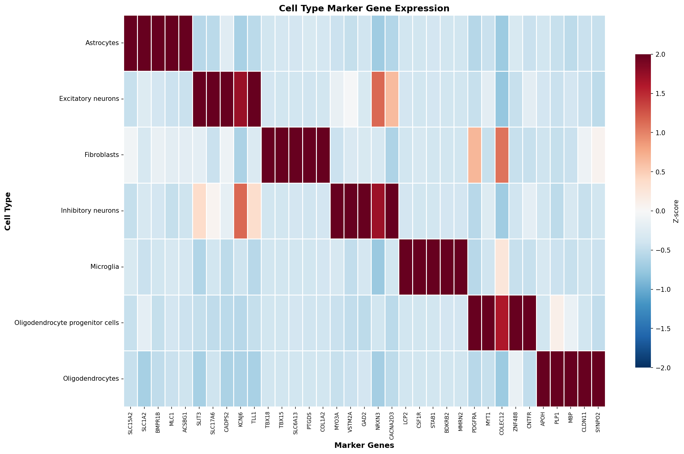 Marker Gene Heatmap