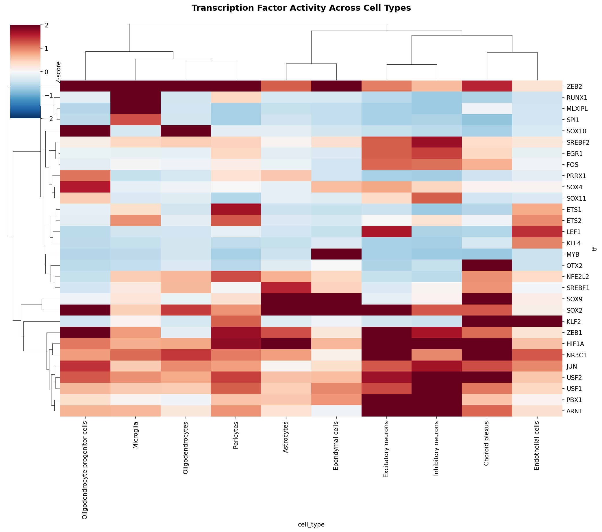 TF Activity Heatmap