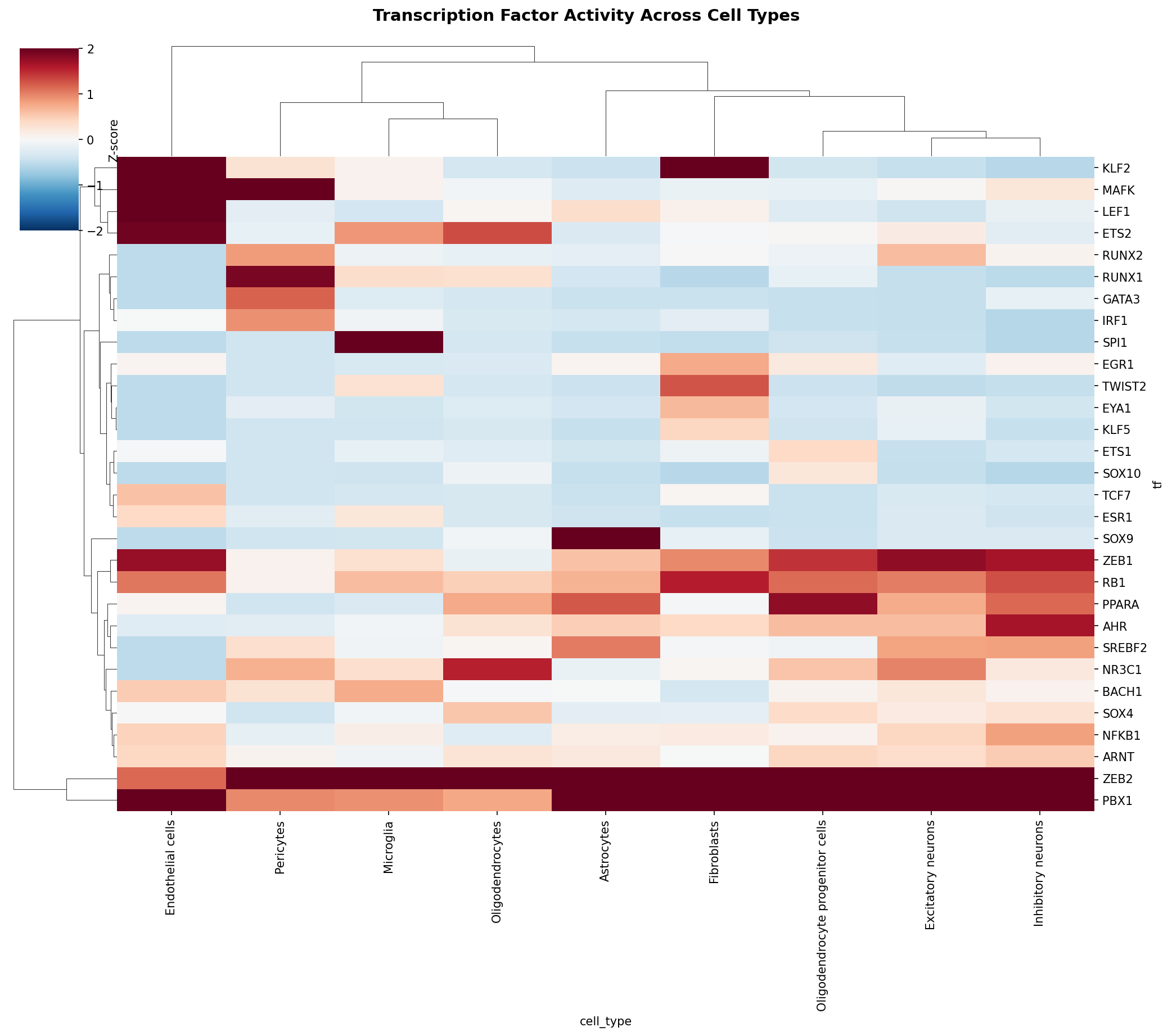TF Activity Heatmap