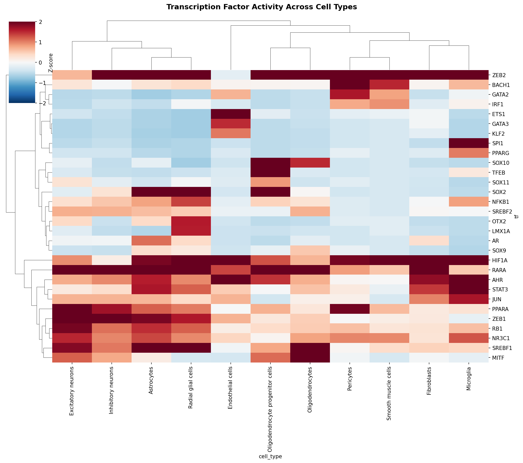 TF Activity Heatmap