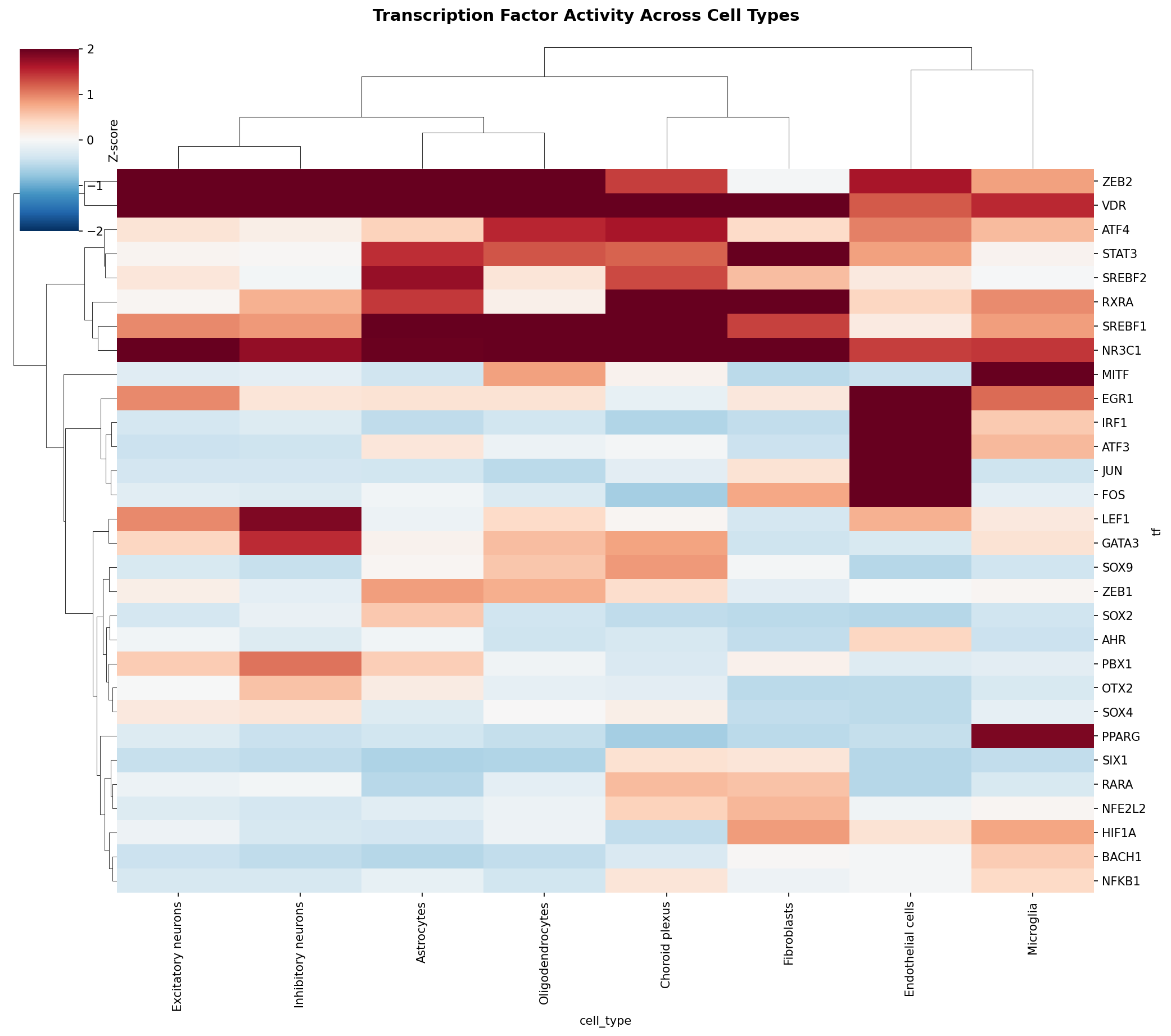 TF Activity Heatmap