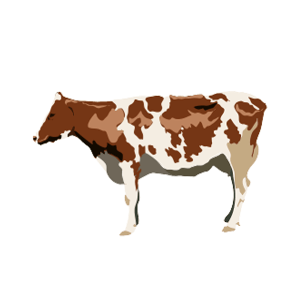 Domestic cattle