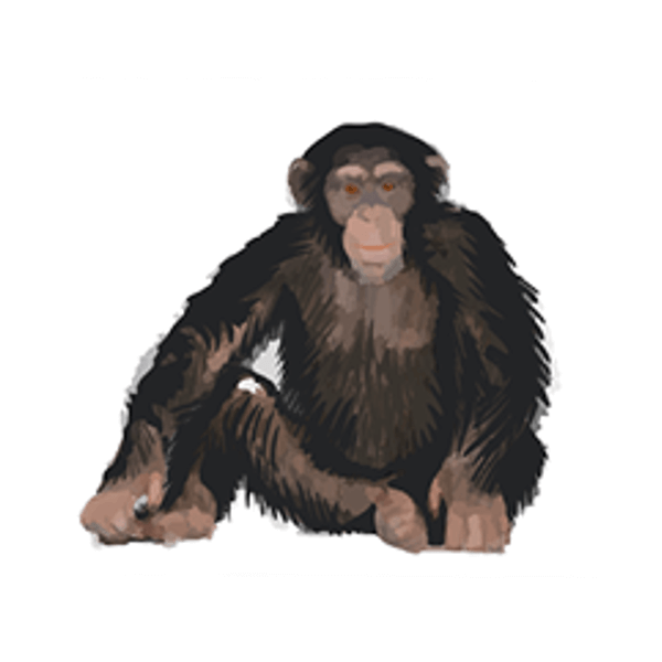 Chimpanzee