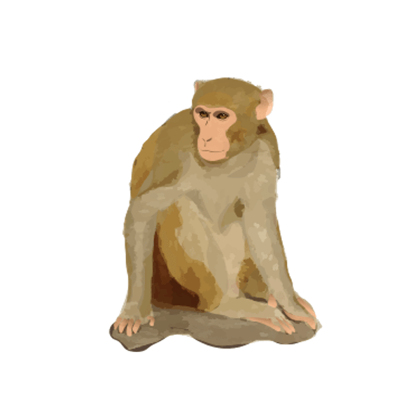 Rhesus macaque