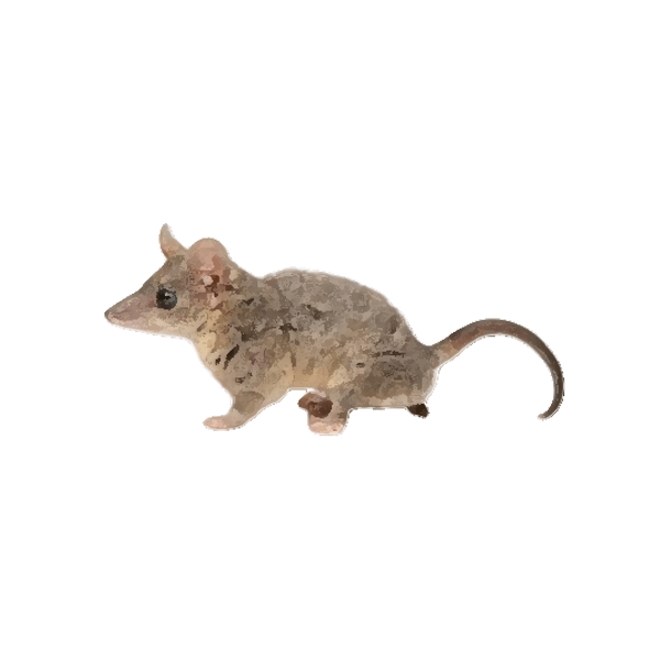 Short-tailed opossum