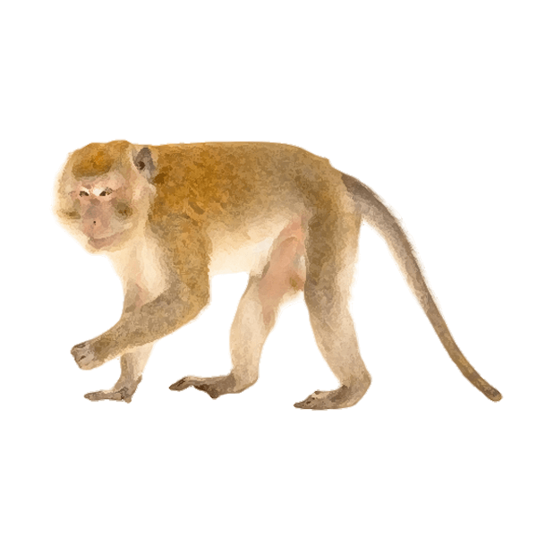 Long-tailed macaque