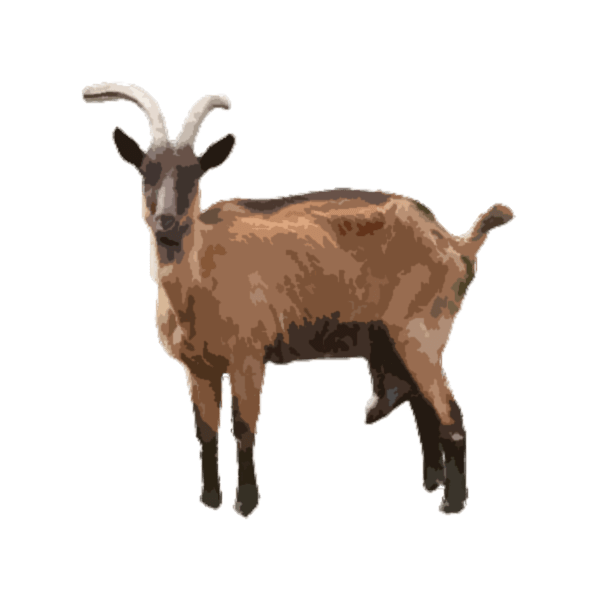 Domestic goat