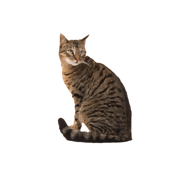 Domestic cat