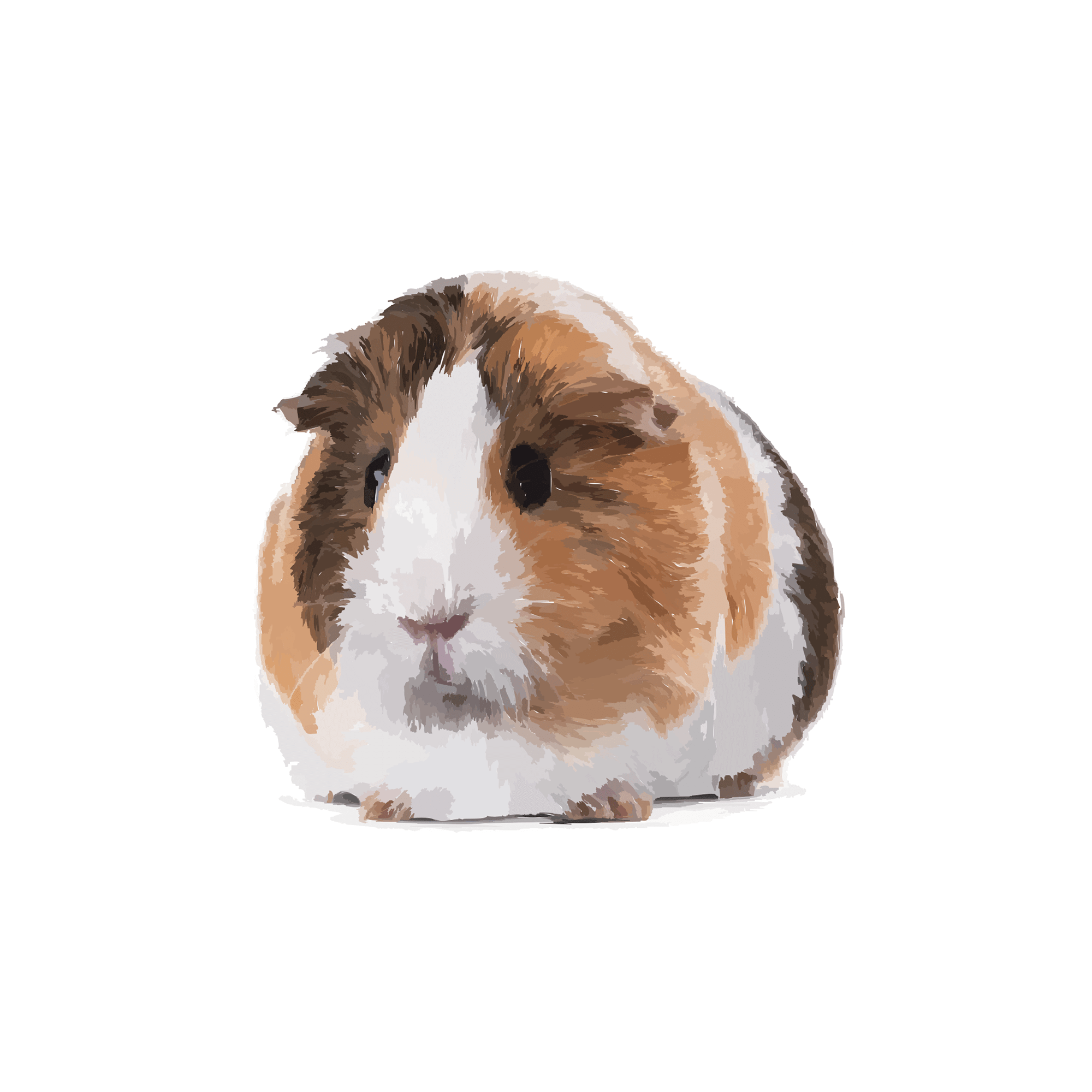 Guinea pig