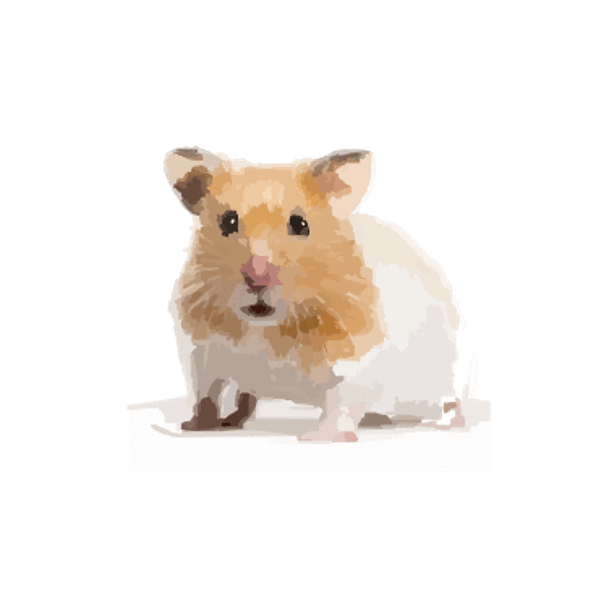 Golden hamster