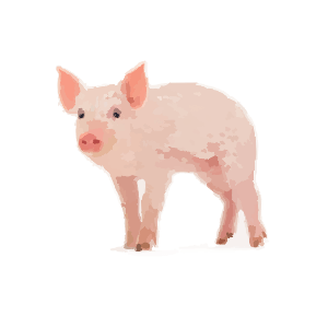Domestic pig