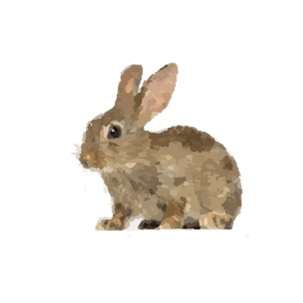 Old World rabbit