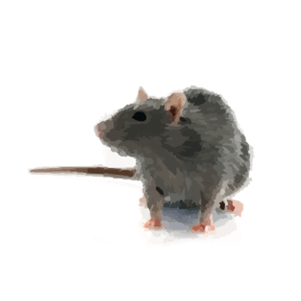 Brown rat