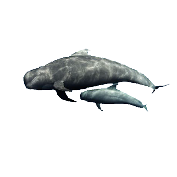 Short-finned pilot whale