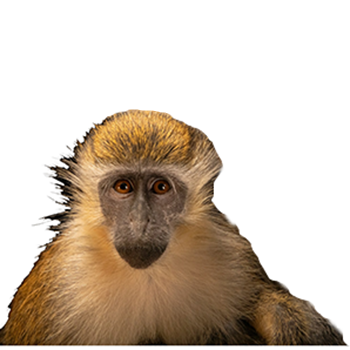 Vervet