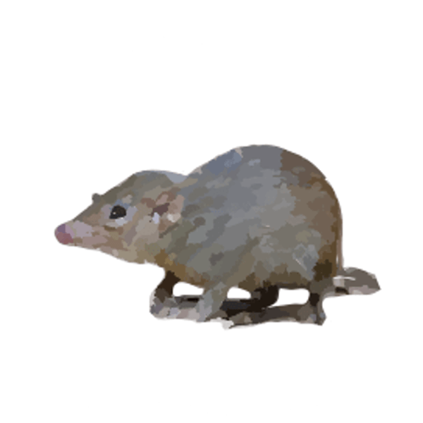 Tree shrew