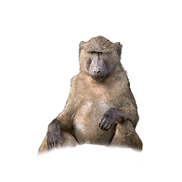 Baboon